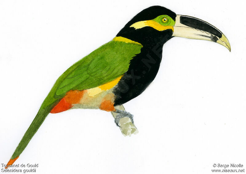 Toucanet de Gould mâle, identification