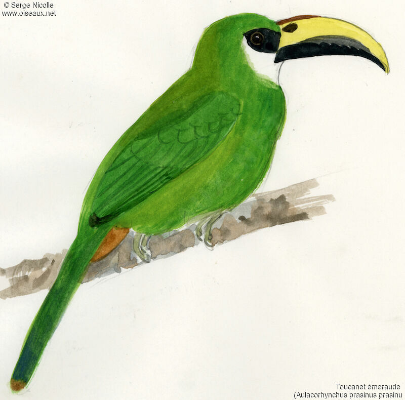 Emerald Toucanet, identification