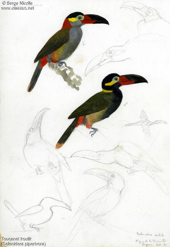 Guianan Toucanet , identification