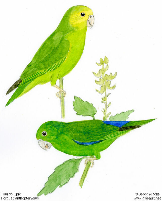 Cobalt-rumped Parrotlet , identification