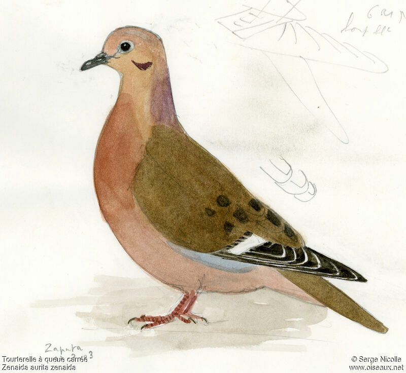 Zenaida Dove, identification