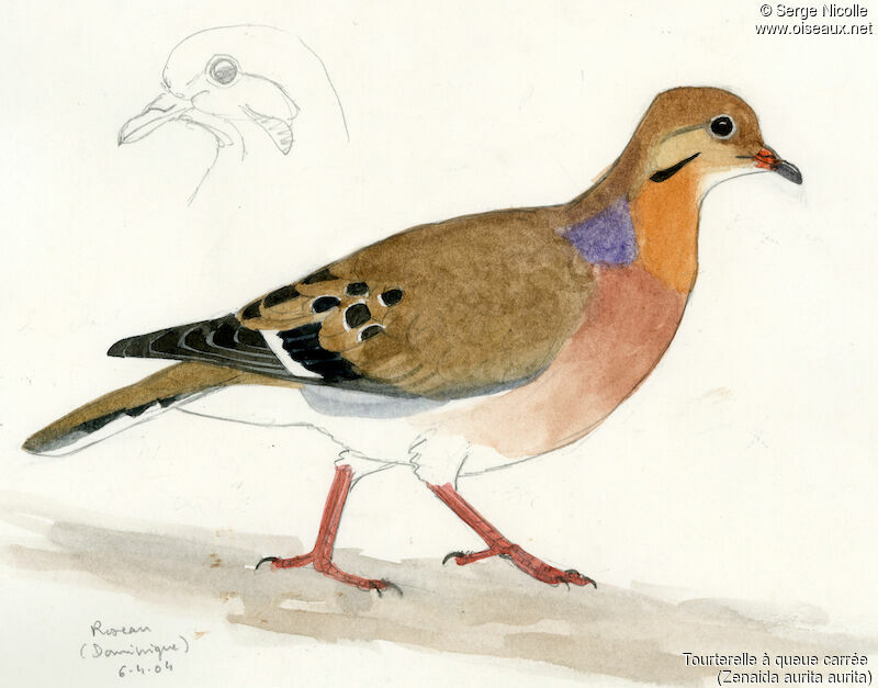 Zenaida Dove, identification