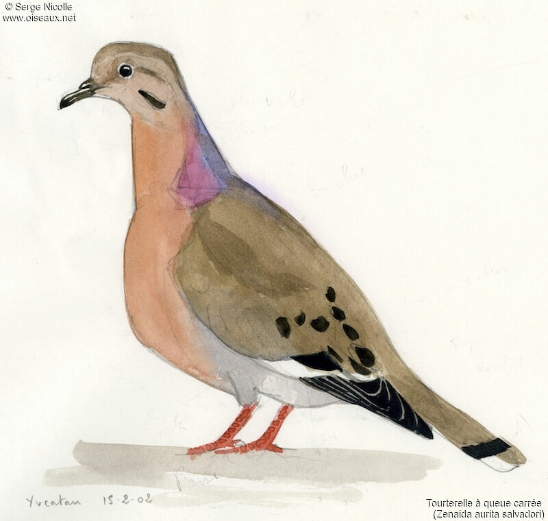 Zenaida Dove, identification