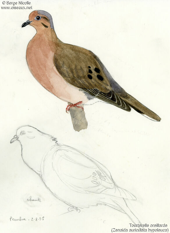 Eared Dove, identification