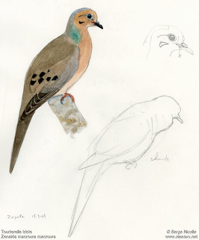 Mourning Dove, identification