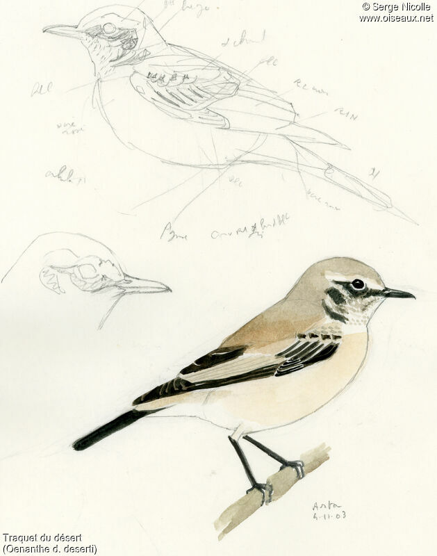 Desert Wheatear, identification