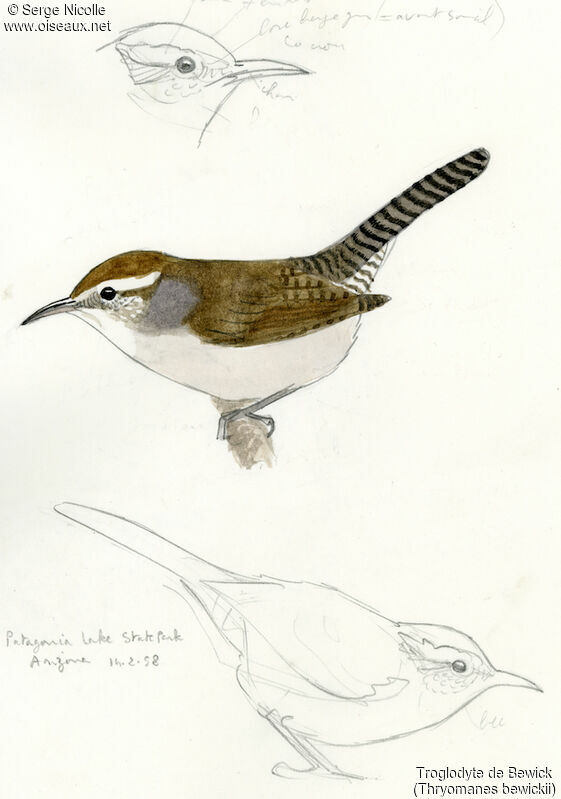 Bewick's Wren, identification