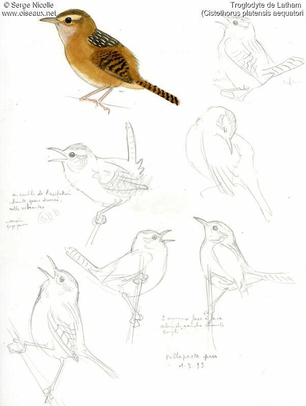 Troglodyte de Latham, identification