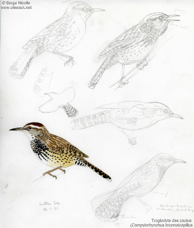 Cactus Wren, identification