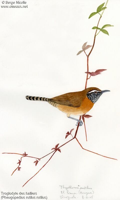 Rufous-breasted Wren, identification