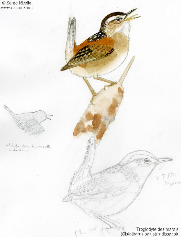 Marsh Wren, identification