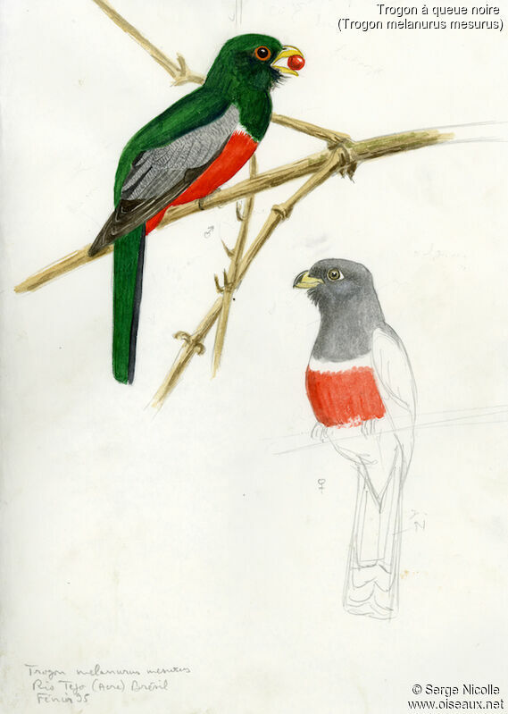 Black-tailed Trogon, identification