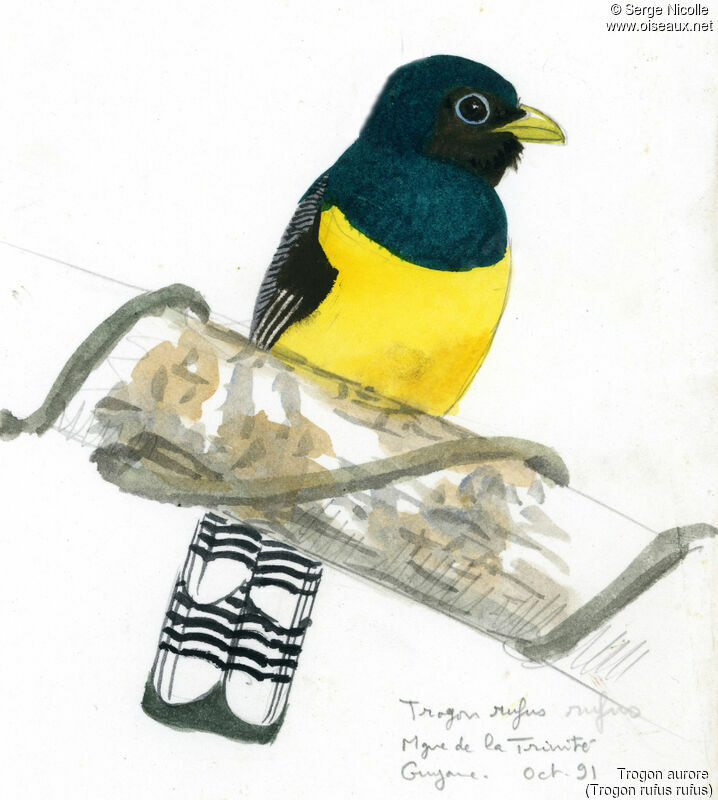 Black-throated Trogon, identification