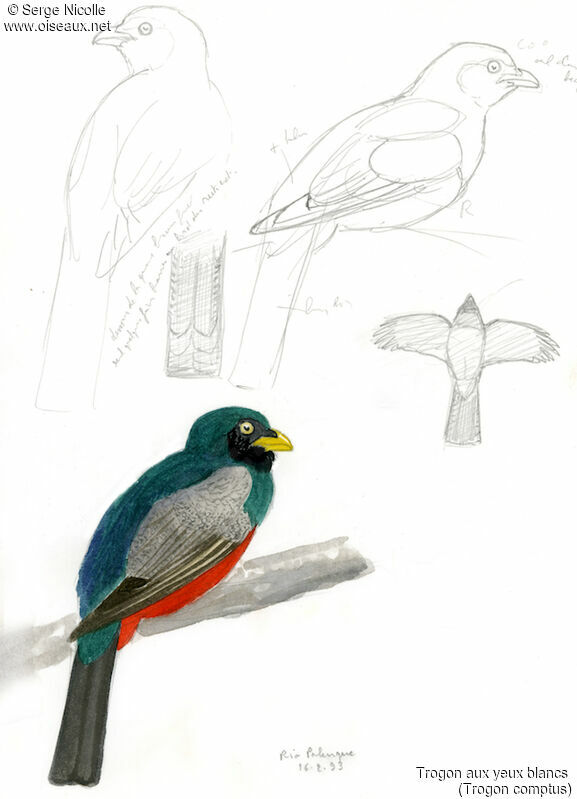 Trogon aux yeux blancs mâle, identification