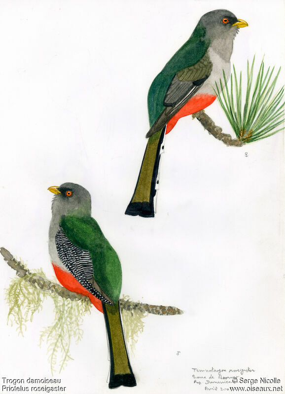 Hispaniolan Trogon, identification