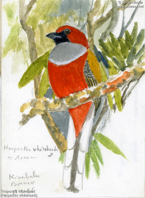 Trogon de Whitehead, identification