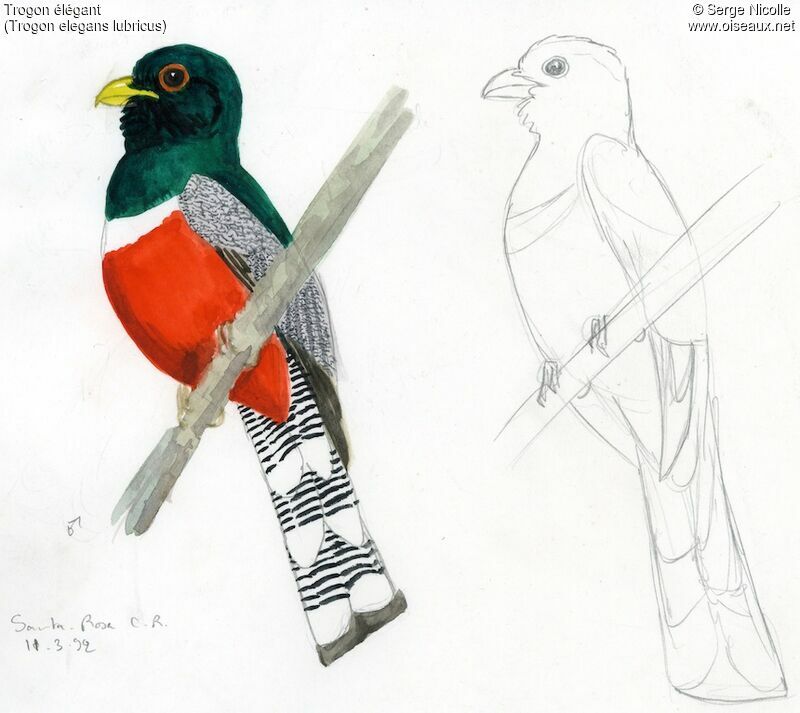 Trogon élégant, identification