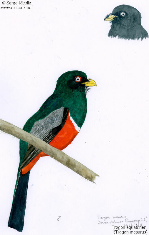 Trogon équatorien mâle, identification