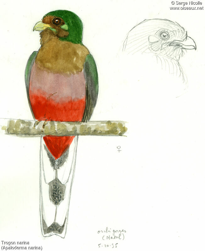 Narina Trogon female, identification