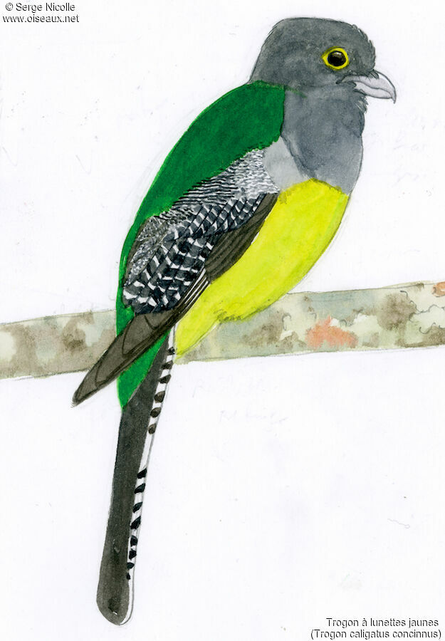 Gartered Trogon