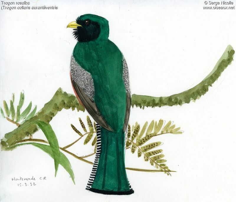 Collared Trogon, identification