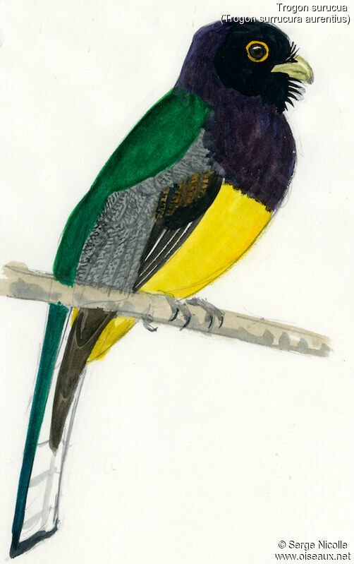 Surucua Trogon male, identification