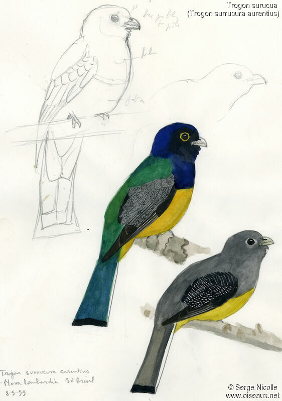 Surucua Trogon , identification