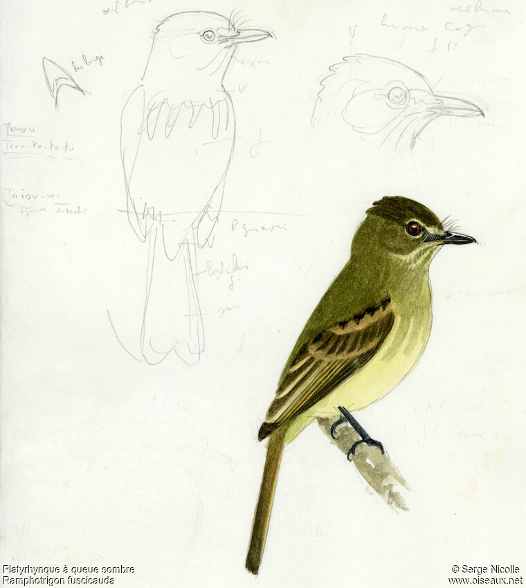 Dusky-tailed Flatbill
