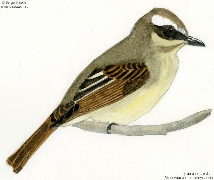 Tyran à ventre d'or