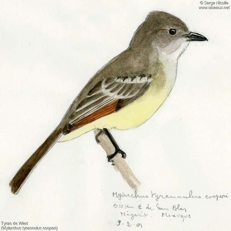 Brown-crested Flycatcher, identification