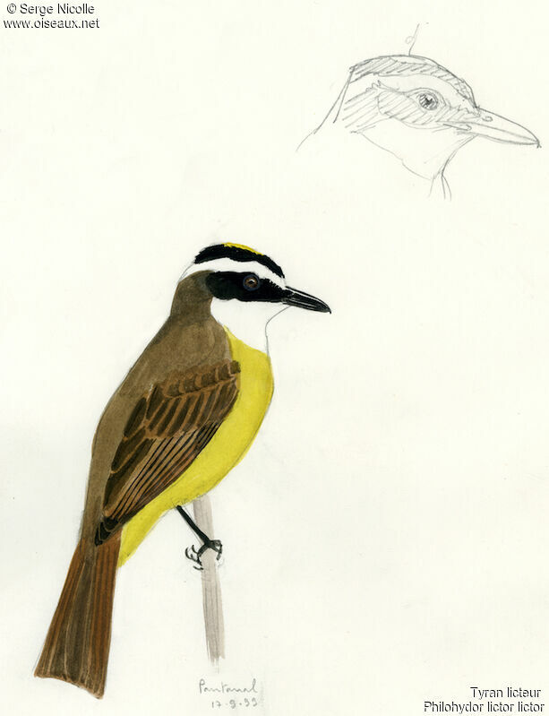 Lesser Kiskadee, identification