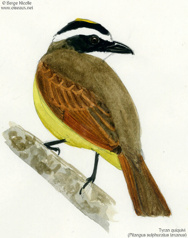 Great Kiskadee, identification