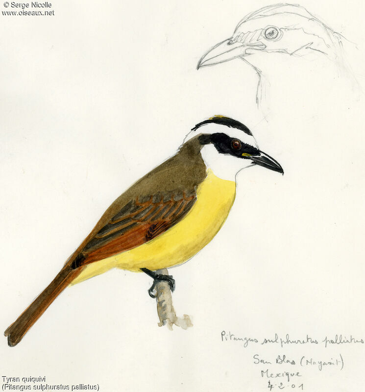 Great Kiskadee, identification