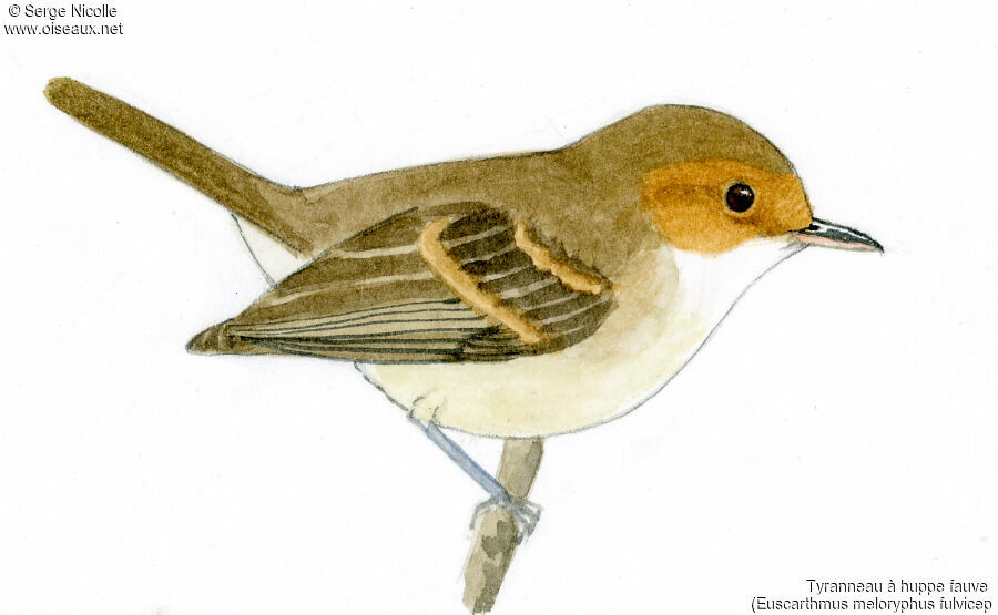 Fulvous-crowned Scrub Tyrant