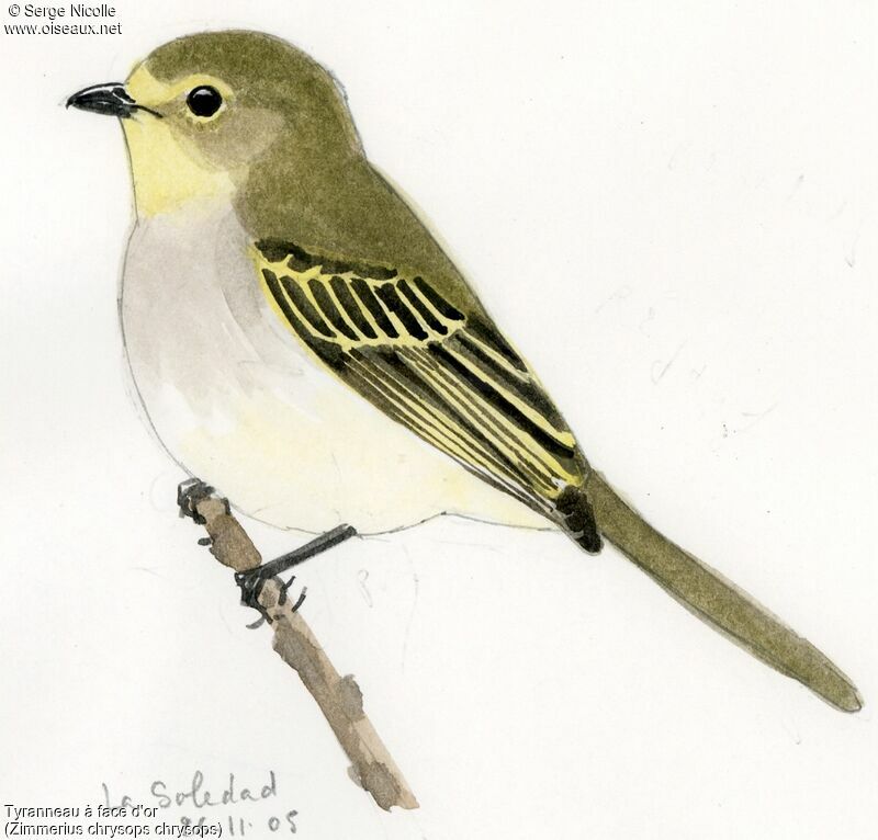 Golden-faced Tyrannulet, identification