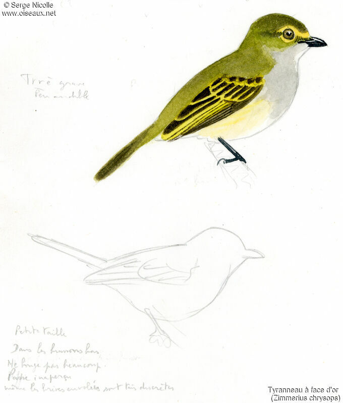 Golden-faced Tyrannulet, identification