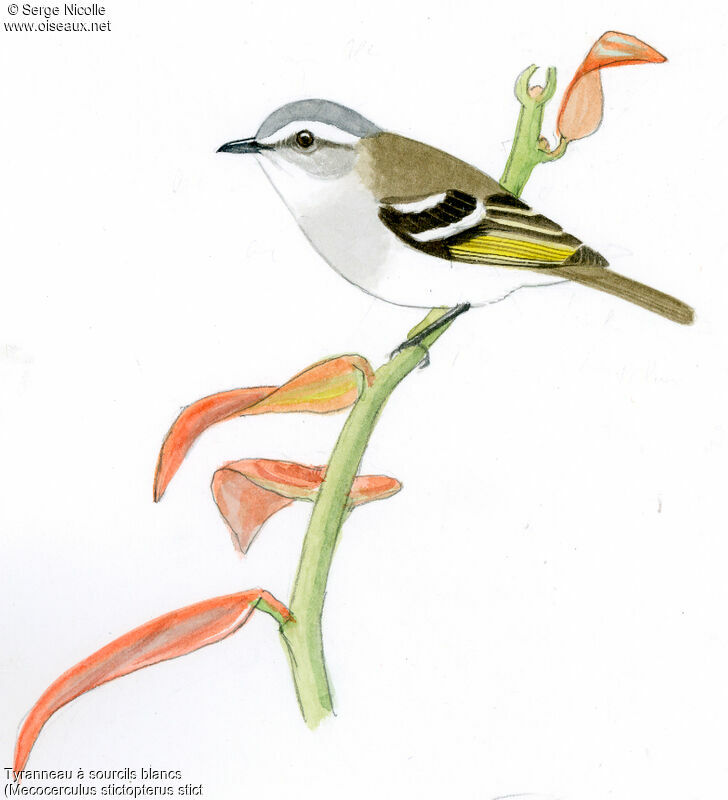 White-banded Tyrannulet, identification