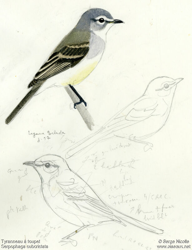 White-crested Tyrannulet, identification