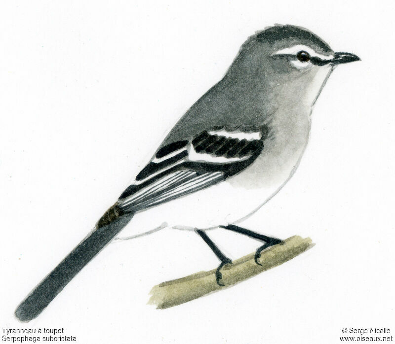 White-crested Tyrannulet, identification