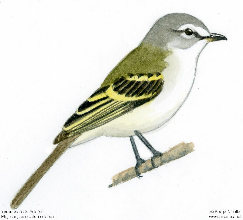 Sclater's Tyrannulet, identification