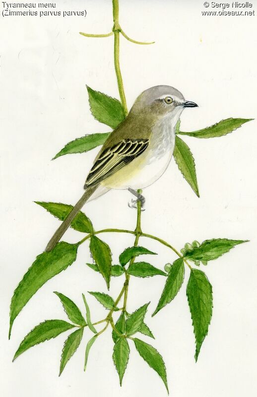 Mistletoe Tyrannulet, identification