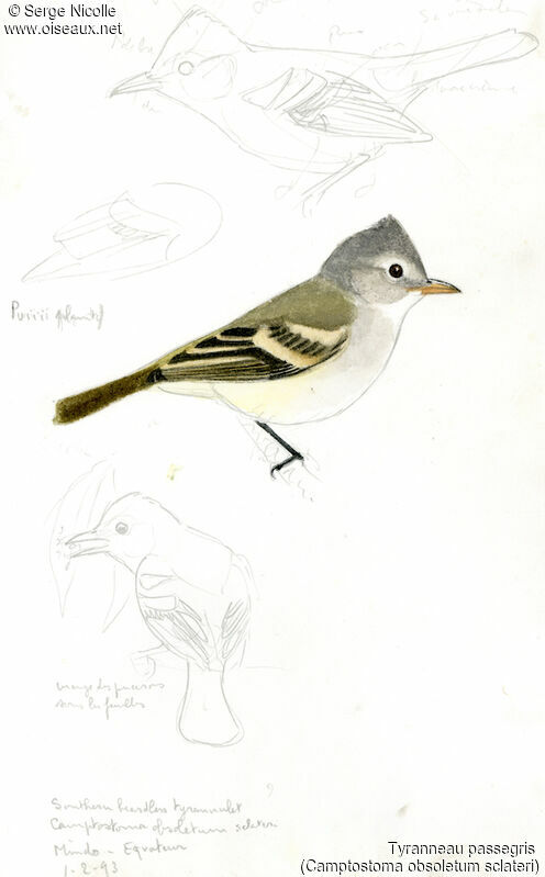 Southern Beardless Tyrannulet, identification