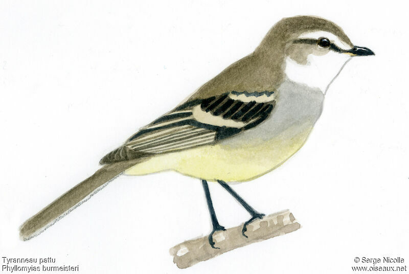 Rough-legged Tyrannulet, identification