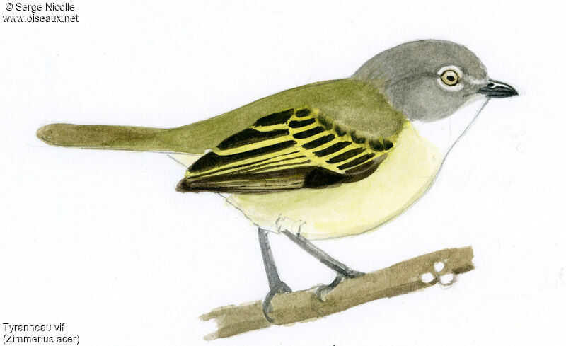 Guianan Tyrannulet, identification