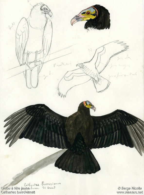 Lesser Yellow-headed Vulture, identification