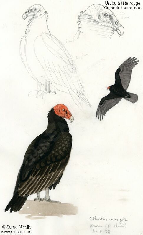 Turkey Vulture, identification