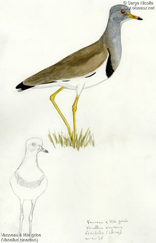 Grey-headed Lapwing, identification