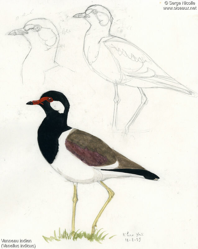 Red-wattled Lapwing, identification