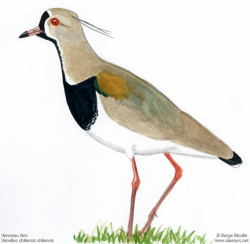 Southern Lapwing, identification