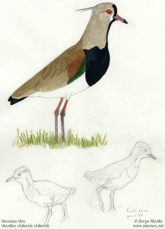 Southern Lapwing, identification